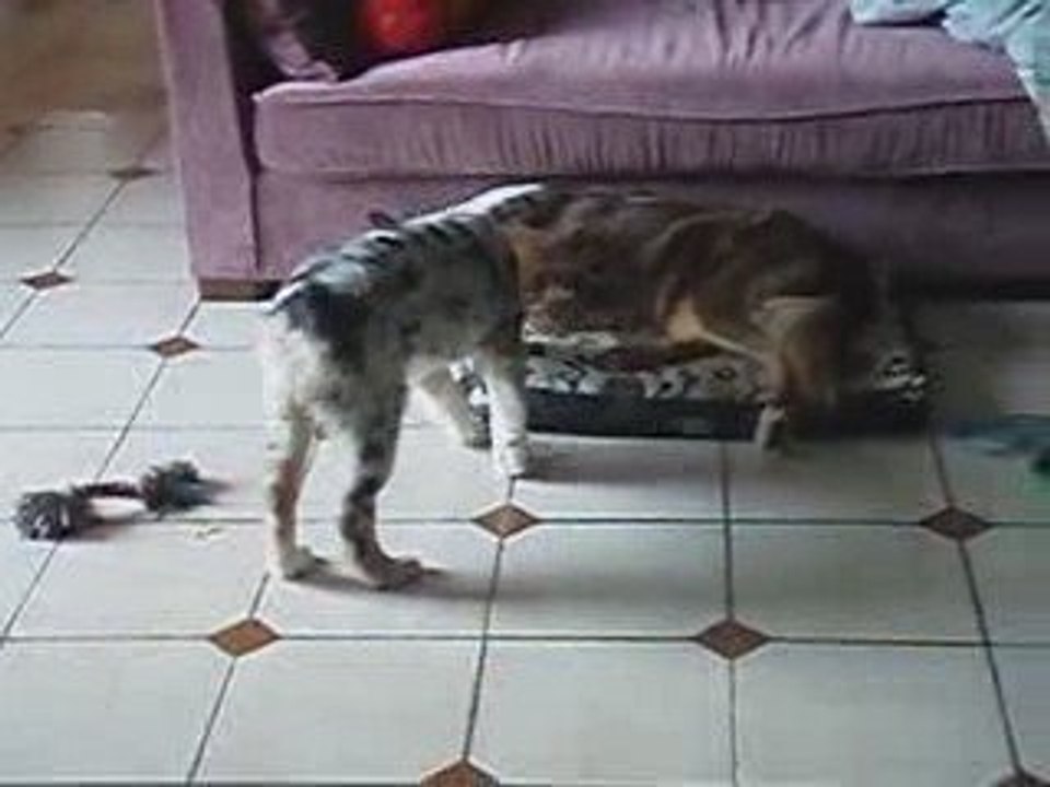 Estive embête Bougnat