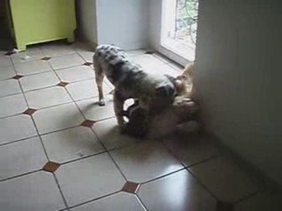 Estive veut jouer, Bougnat veut pas