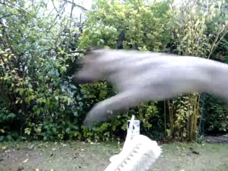 Mon chien fido qui saute