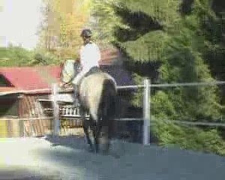 Travail au galop : contre changements de main