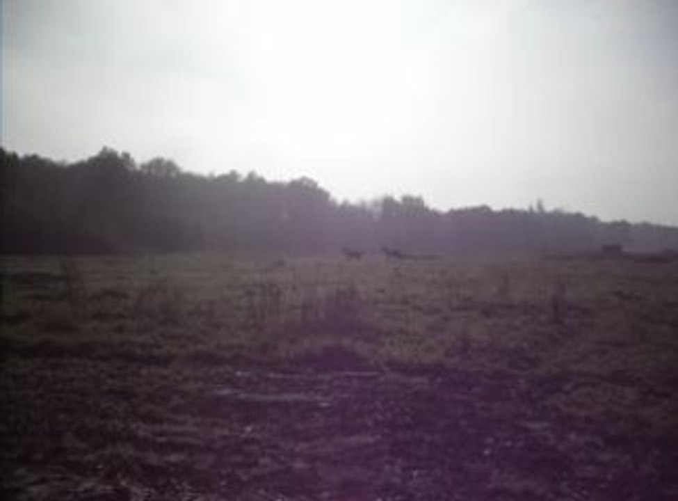 Premier pas dans le nouveau pré de Rafia