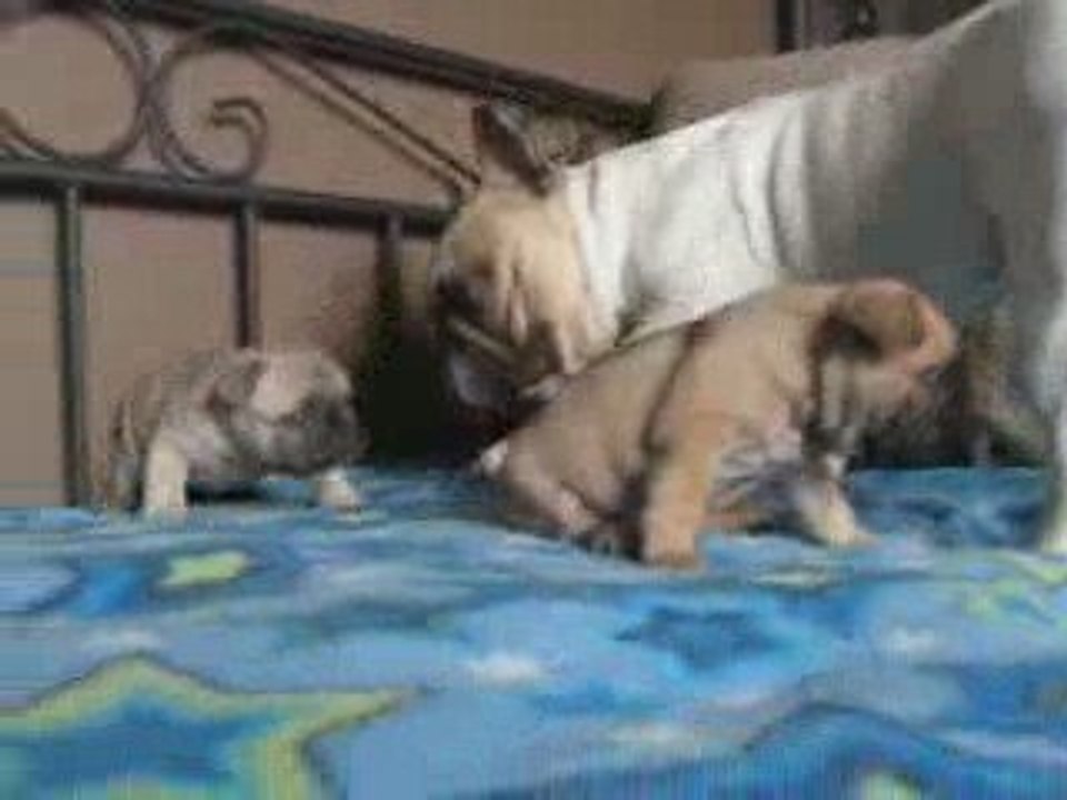 bb bouledogue de dalton family passion 3