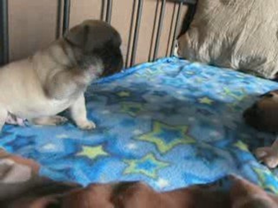 bb bouledogue de dalton family passion 4