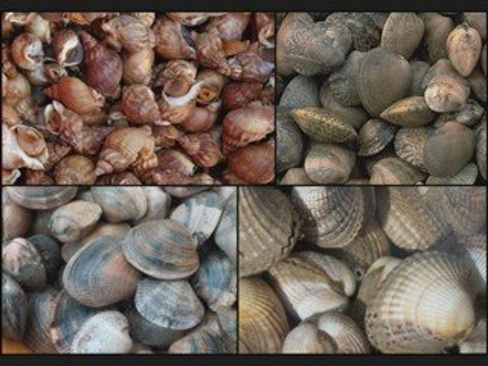 bretagne sud etel belz st cado morbihan