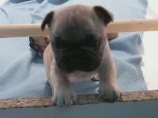 bb bouledogue de dalton family passion 5