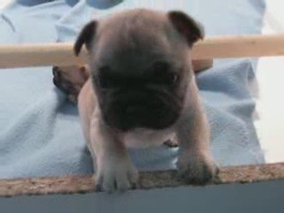 bb bouledogue de dalton family passion 5