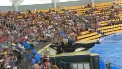 Spectacles des gros poissons