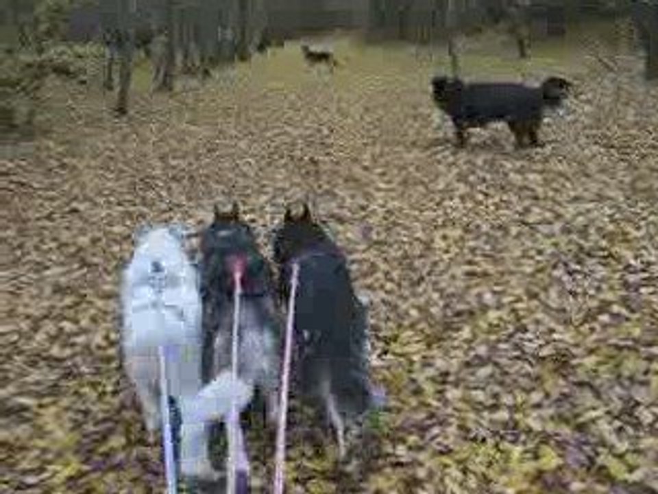 bois du ferrier