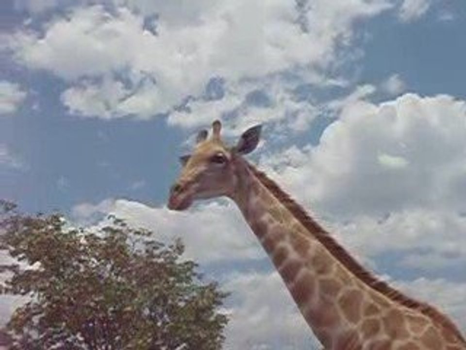 Karo et la girafe