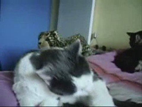 My cats and ferrets on Muse Supermassive Black Hole