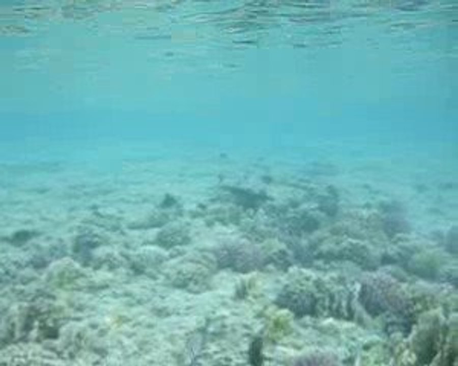 requin  brayka bay 1