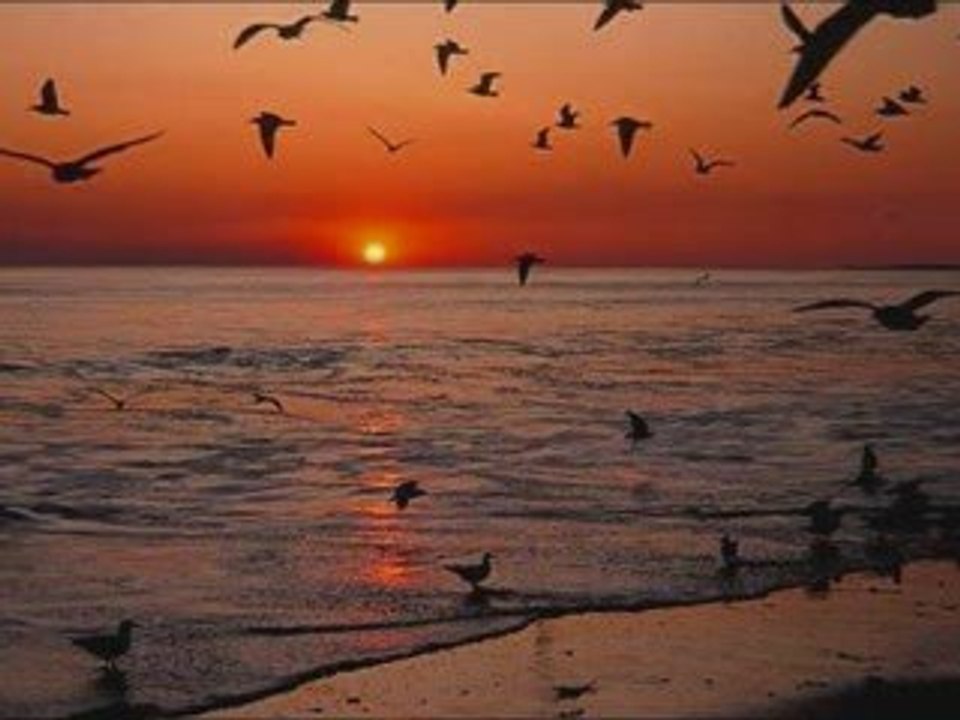 Farid Farjad Keman - Farjad Violin