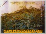 Insane Strains Weed Grow Room -#- Growing Indoors Easy
