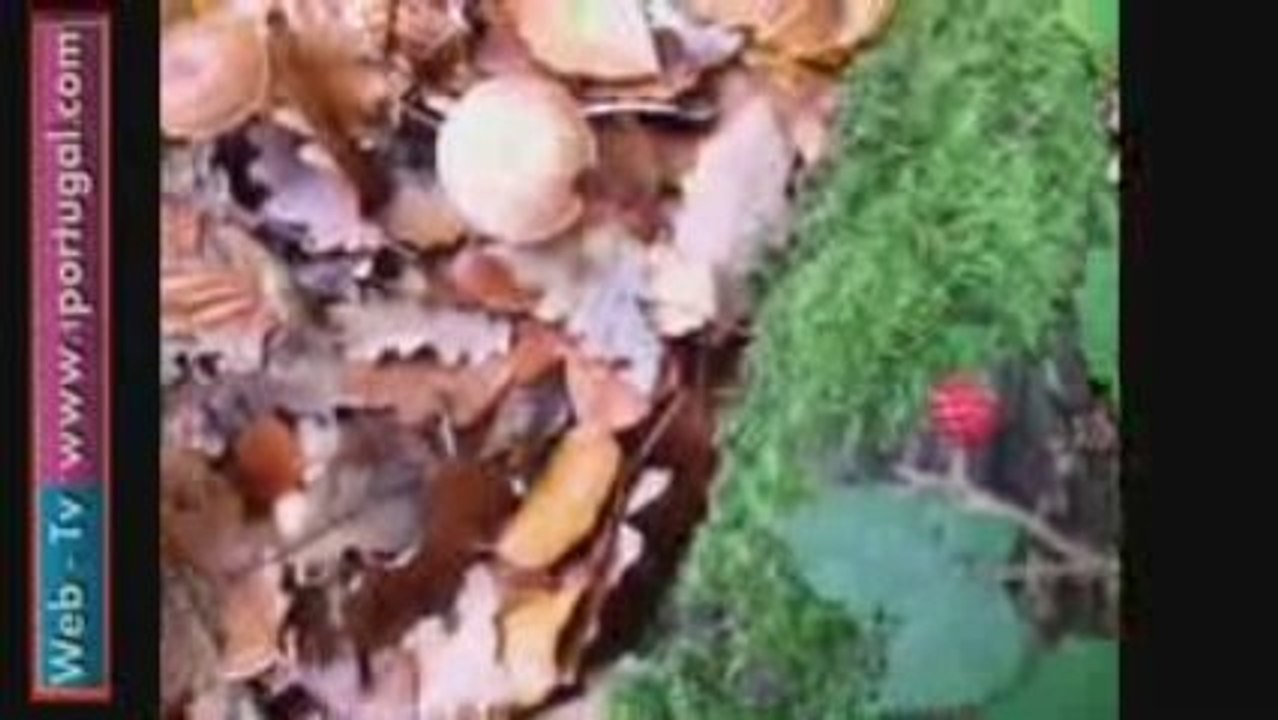 No tempo das castanhas - passear no floresta outono 2009..1