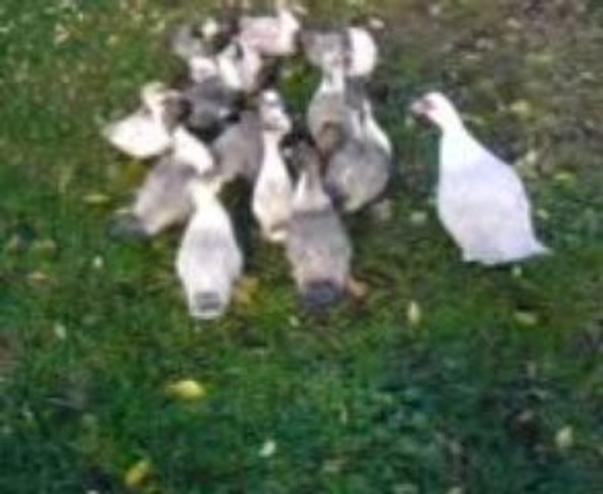 Les coin coin