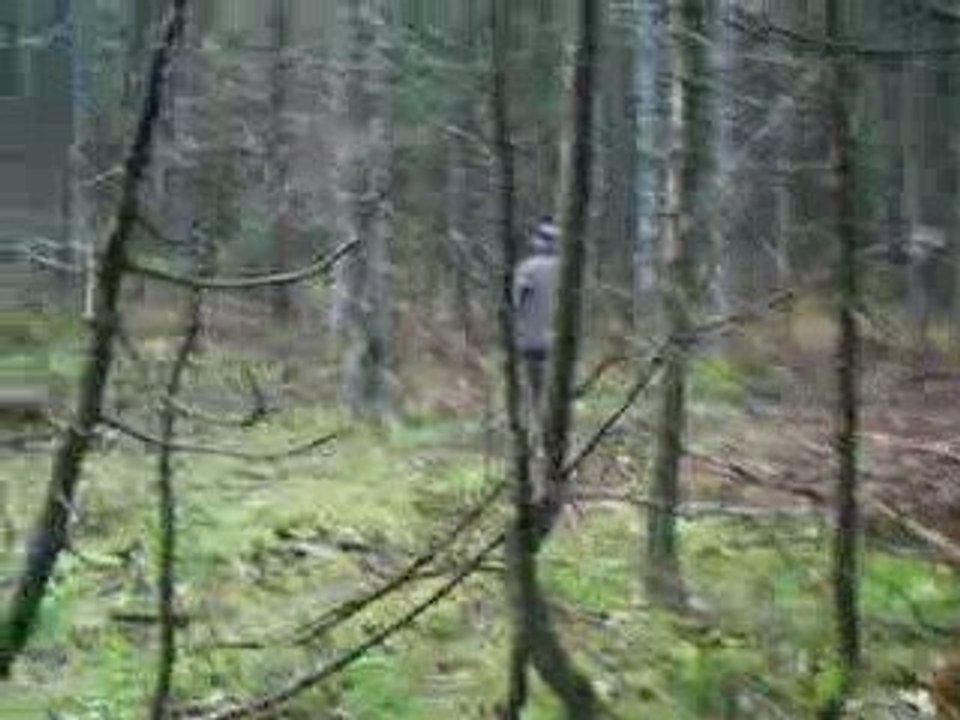 Chasse à la bécasse