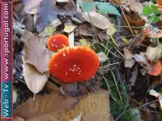 No tempo das castanhas - passear na floresta outono 2009 n2