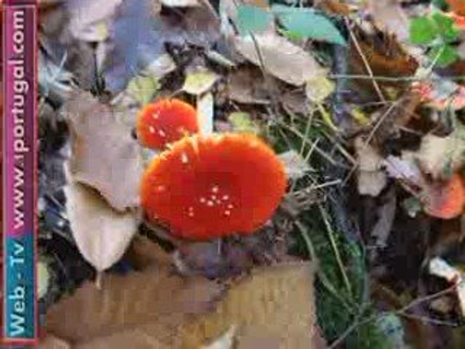 No tempo das castanhas - passear na floresta outono 2009 n2