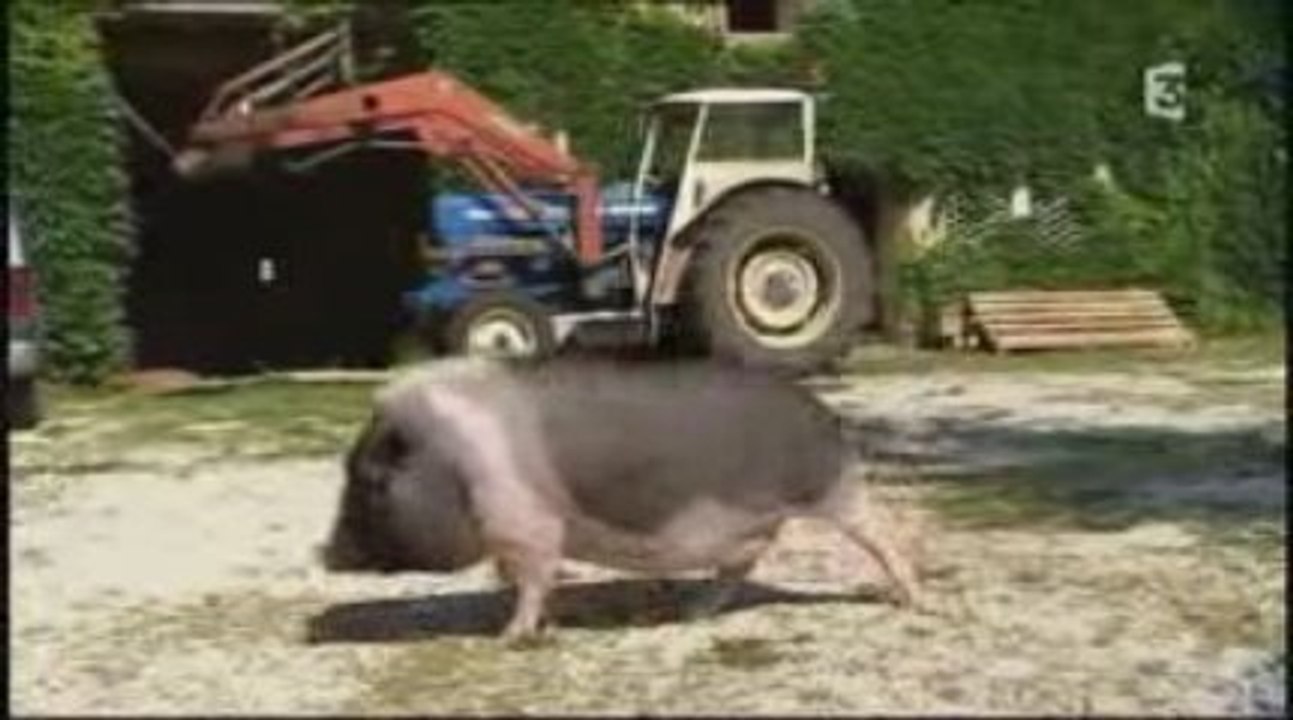 30 millions d'amis - Copains comme cochon