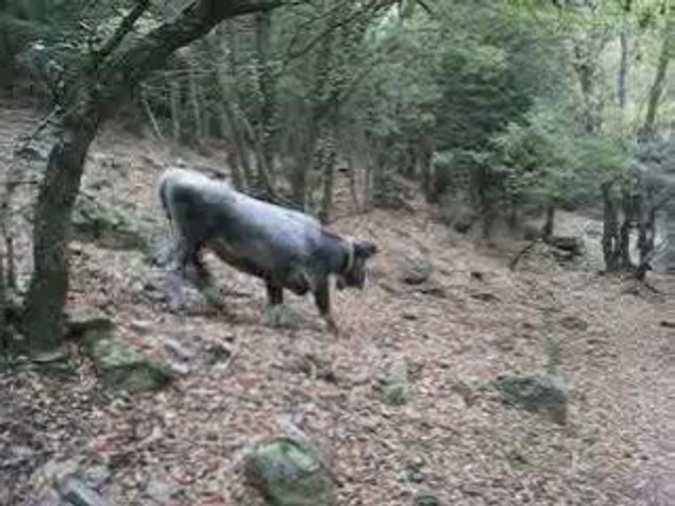 rencontre dans les bois ...