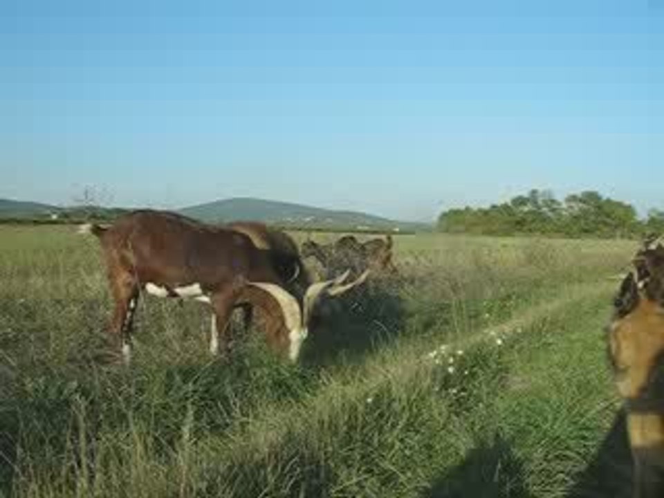 chèvres du rove