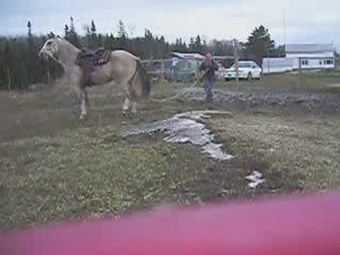 SUnny aux longues rênes