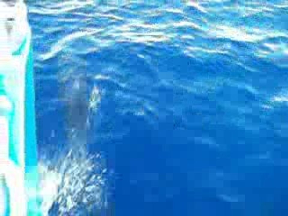 Naviguer avec les dauphins en Guadeloupe 1