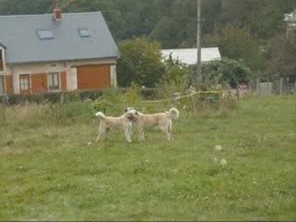 Cann'L et C-Kurt à la récréation