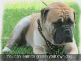 Home Pet Grooming - Groom Your Own Dog