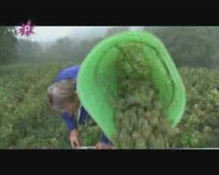 Les vendanges dans le pays d'ancenis