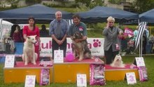 Akemi: A dog's tale