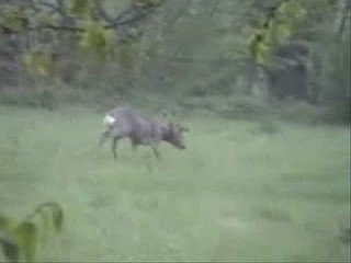 chevreuil aux bois defficients