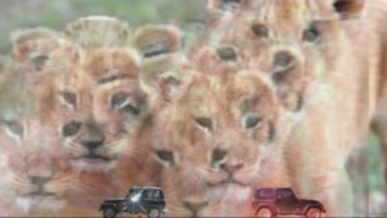 4- LOS CACHORROS DEL LEON - The puppies of the lion