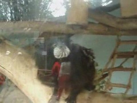 Parque De Las Leyendas Cadena perpetua para los animales