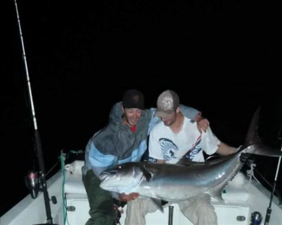 Seriole au vif 37 kg