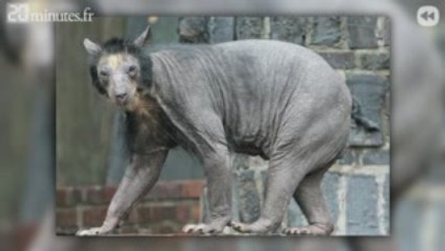 Question du jour : Quel est cet animal ?