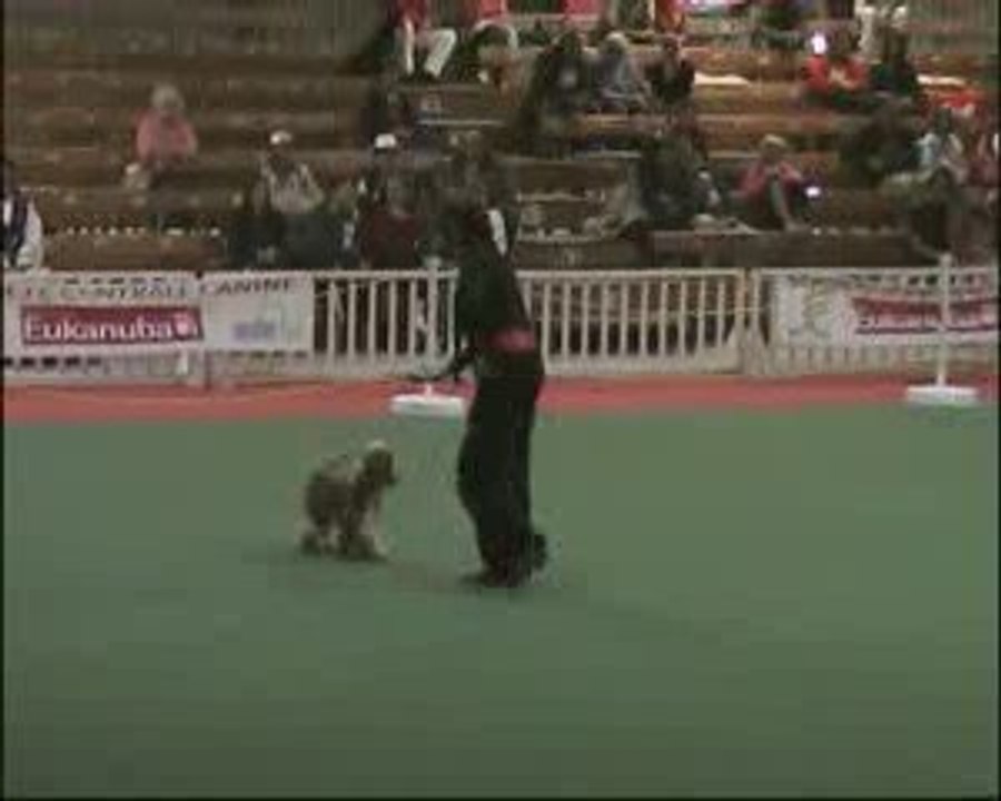 Dogdance  obé rythmée d amour et d'eau fraiche