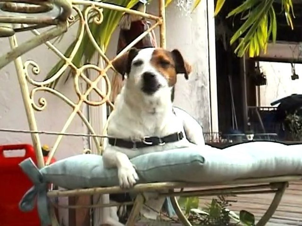 Rapping Dog ft. The Rapping Cat - Ponies and Rainbows