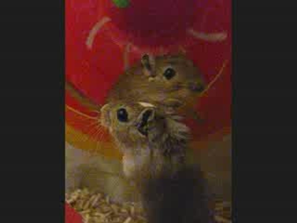 Misa et Lilo - Les Soeurs gerbilles