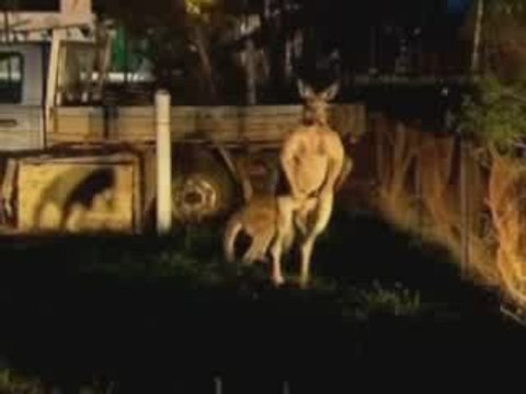 Kangaroos invade Australian Outback farmland