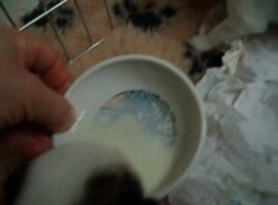 Leur 1ère tasse de lait 2
