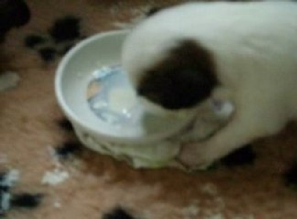 Leur 1ère tasse de lait 5