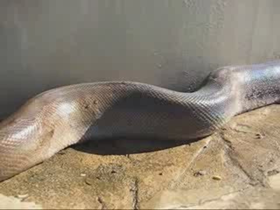 long snake