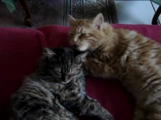 Câlins et amour fraternel