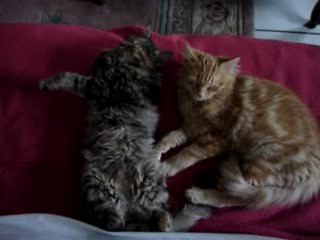 Câlins et amour fraternel - 2-ème épisode