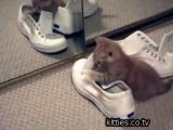 FUNNIEST KITTIES Kitten Mirror and Shoes   Kopy Kitten