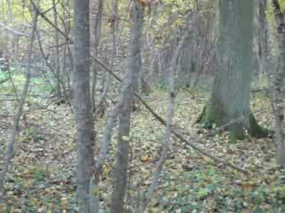 Perdu dans la forêt