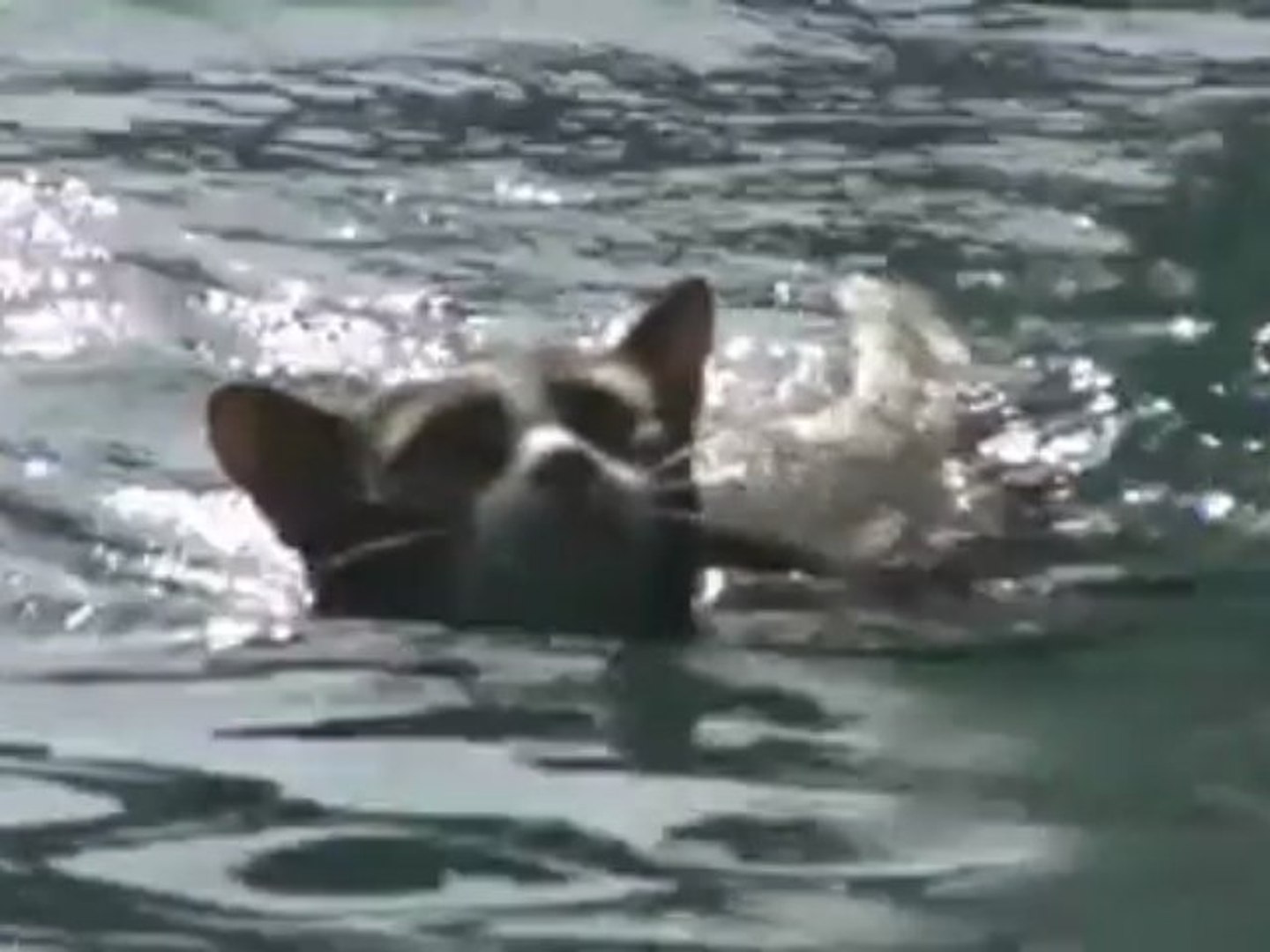 Chat Nageur Video Dailymotion