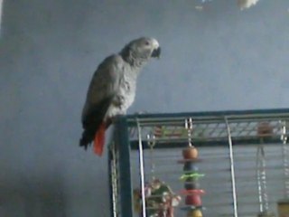 pepsy qui parle tout seul