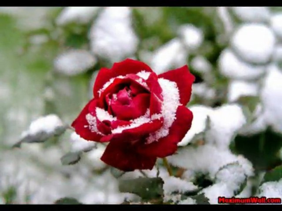 la beautè des fleurs